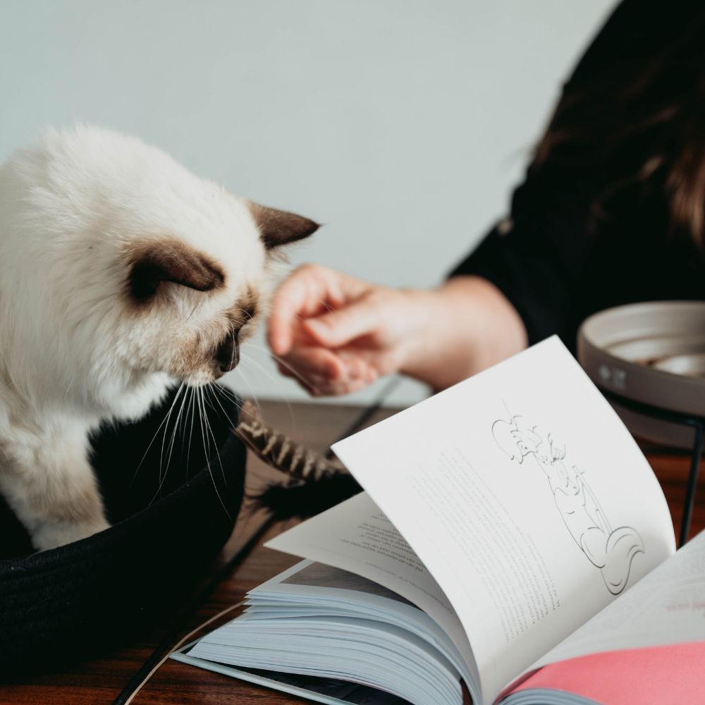 Happy Cats Behaviour Consulting (English)