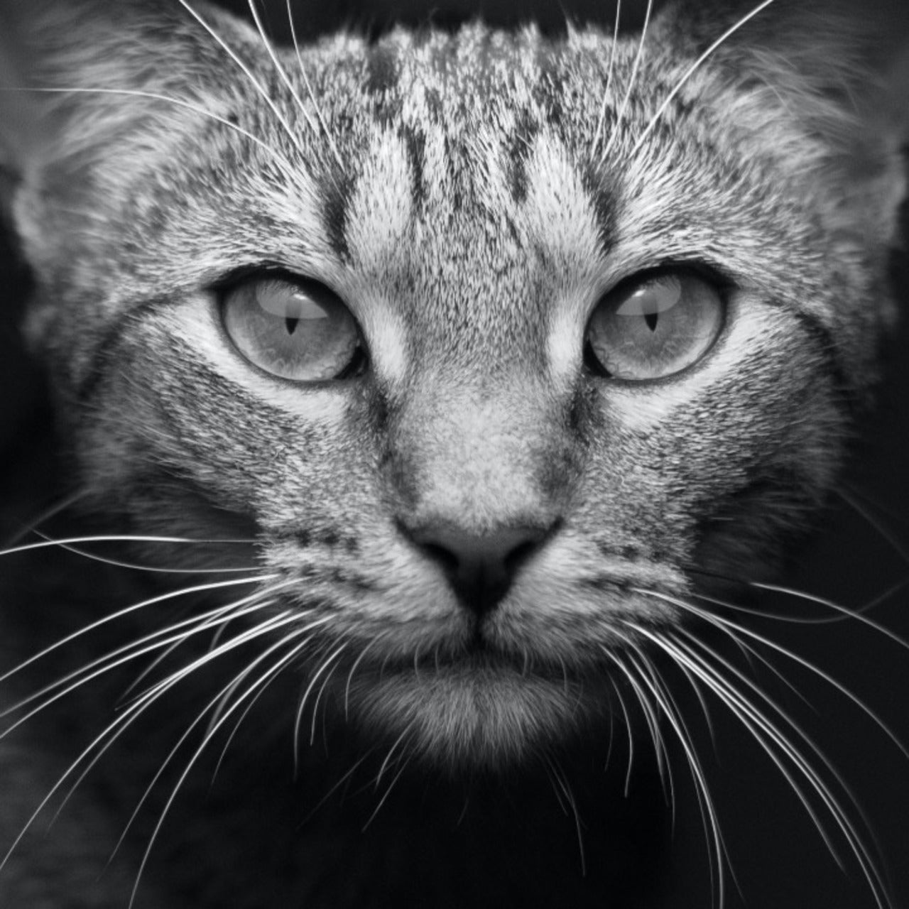 Happy Cats Academy (EN)